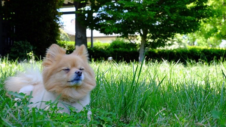 Hund, der im Gras liegt