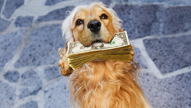 Hund, der Stapel Papierwährung im Mund hält