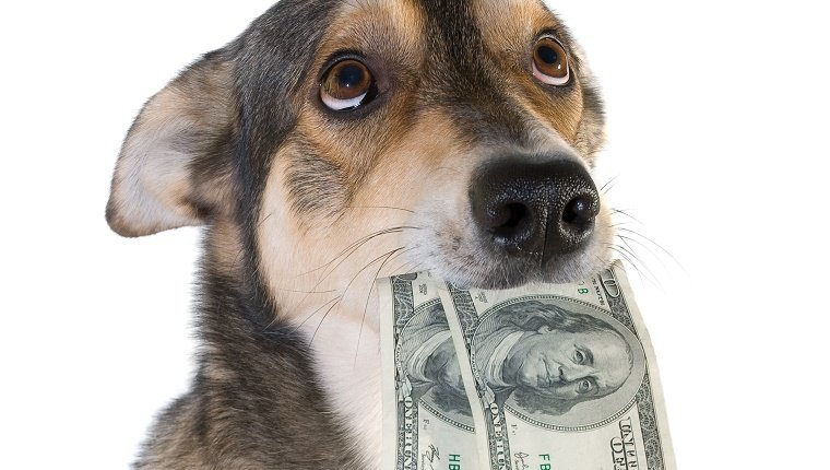 Lieber Labby, mein Hund hat mein Geld gegessen! Was soll ich machen