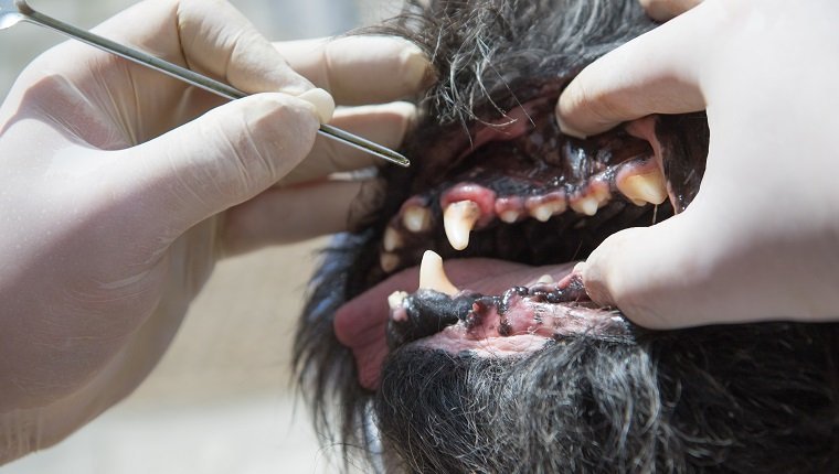 Der Tierarzt verwendet das Werkzeug zur Behandlung von Gingivitis im offenen Mund des Hundes unter Narkose.