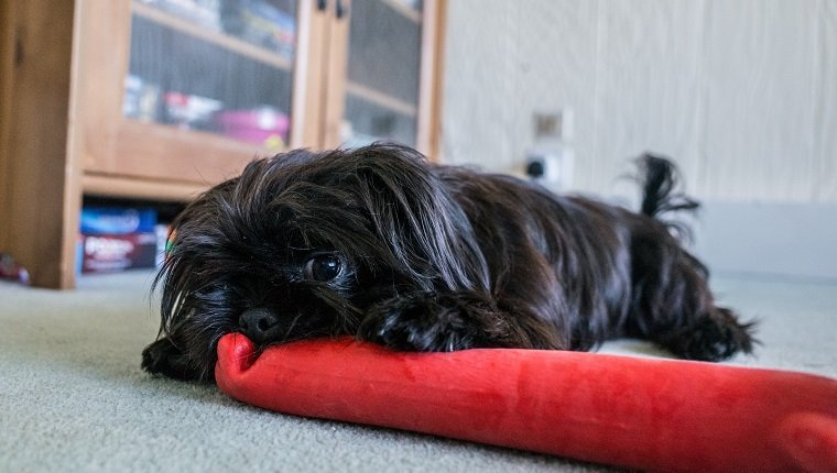 Ein junger Shorkie-Hund (Kreuzung aus Yorkshire Terrier und Shih Tzu) kaut auf einem roten Spielzeug im Haus der Familie