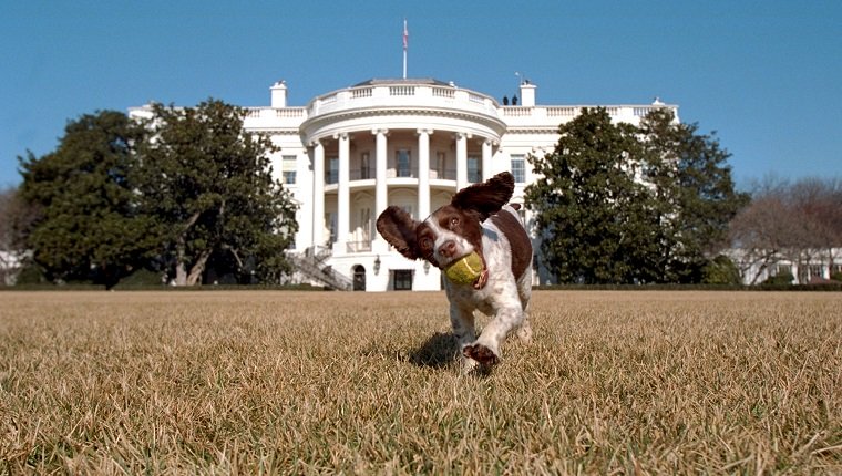 WASHINGTON, DC - 23. JANUAR: Auf diesem Bild ist Spot. Er ist der Nachkomme von Millie, dem Familienhund des ehemaligen US-Präsidenten George Bush.