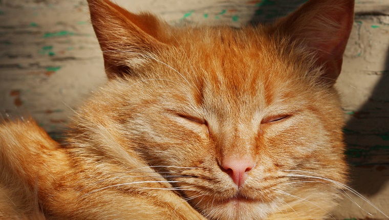 Die süße rote Katze verzieht die Augen im Sonnenlicht