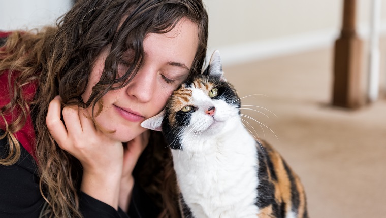 Junge Frau, die mit Kalikokatze stößt, die bunting Köpfe reibt, Freunde Freundschaft Begleiter Haustier glückliche Zuneigung, die Gesichtsausdruck bindet, niedliche entzückende Katze