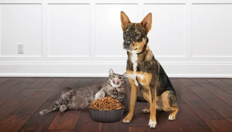 Hund und Katze mit Futter
