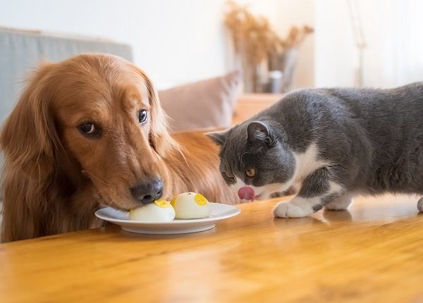 National Niemand isst allein Tag: 10 Hunde essen mit pelzigen Freunden [PICTURES]