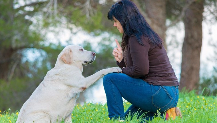 Pfote geben! - Frau spricht mit einem älteren Labrador-Hund in einem Park (Fokus auf Hund) Gehorsamstraining
