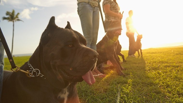 Besitzer trainieren Hunde im Feld