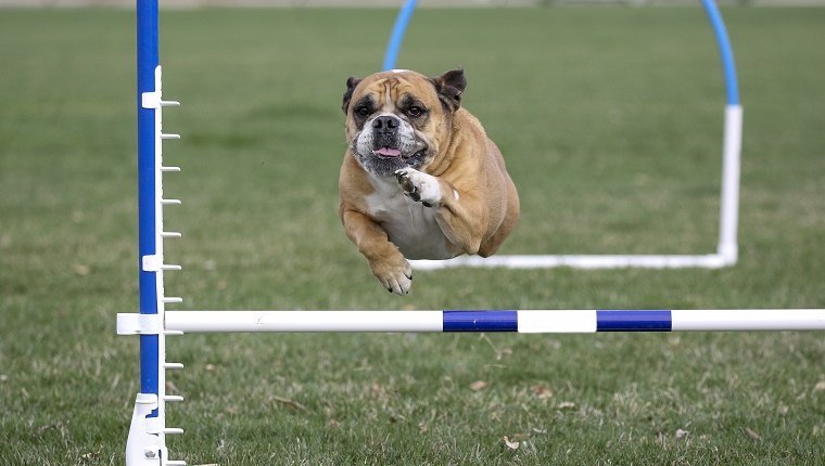 Bulldogge macht Beweglichkeit im Park über einen Sprung