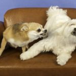 Socializing Adult Dogs and the Importance of Maintaining Socialization