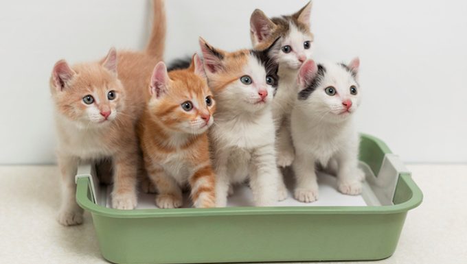 Kätzchen in einer Katzentoilette