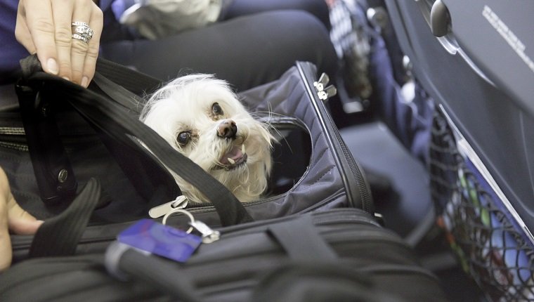 Kleiner Hund streckt seinen Kopf aus einem Haustierträger in einem Flugzeug. rm