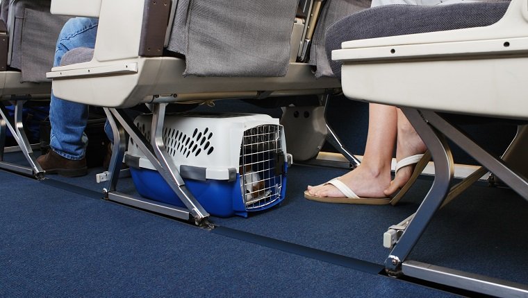 Passagier, der mit seinem Haustierhund reist. Haustierträger ist unter dem Sitz verstaut.