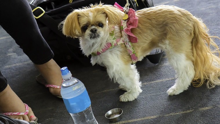 Eine nicht identifizierbare Frau ist mit ihrem kleinen Hund auf einem Flughafen. Der Hund ist ein Shih Tzu. Der Hund ist an der Leine und sein Träger ist hinter ihm. Der süße Hund schaut in die Kamera. Der Besitzer hat dem Hund Wasser zur Verfügung gestellt. Aufnahme mit einer Canon 5D Mark IV Kamera.