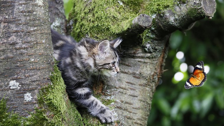 Katze im Baum, der Schmetterling jagt