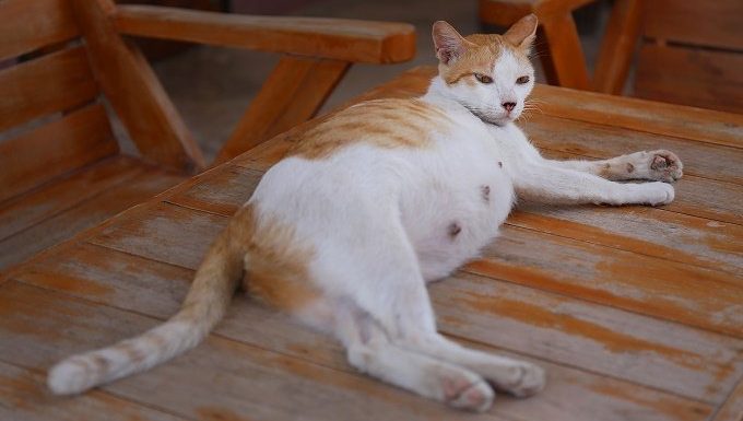 Eine orange-weiße schwangere Katze liegt auf hölzernen Verandamöbeln.