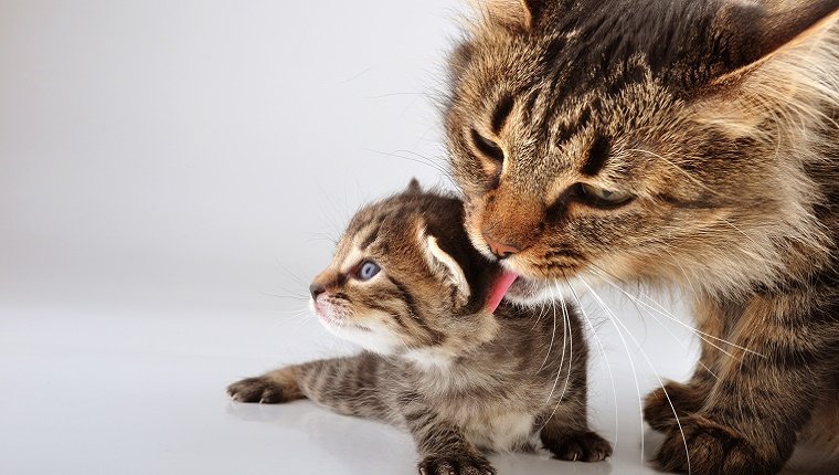 Eine Mutterkatze leckt ihr Kätzchen.