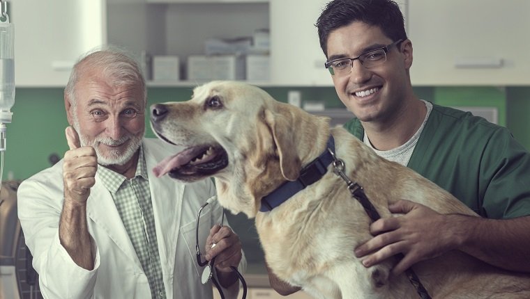 Junger und älterer Tierarzt untersuchen gemeinsam einen Labrador-Hund.