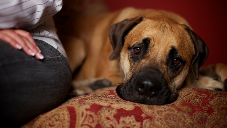 Ein männlicher Bullenmastiff-Hündchen mit traurigen Augen sitzt mit geneigtem Kopf neben seiner Besitzerin auf einer roten Couch.