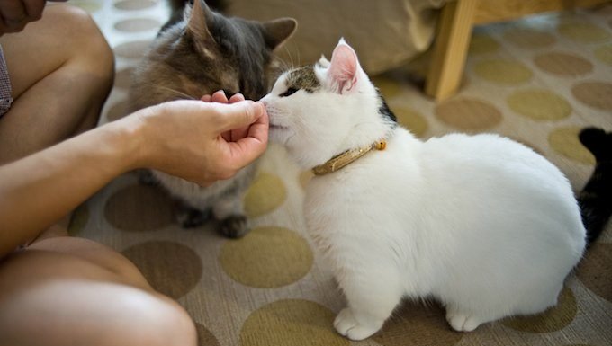 Katzen schnüffeln an einer Hand
