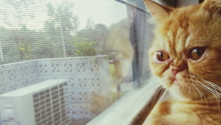 Katze, die durch Fenster schaut
