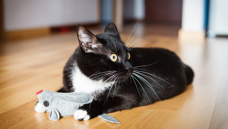 Katze spielt mit Mausspielzeug
