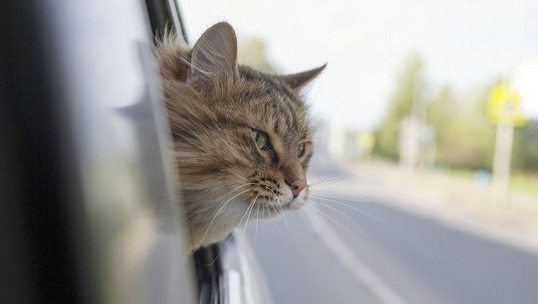 Kopf Katze aus einem Autofenster in Bewegung. Sommer-
