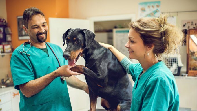 Hund beim Tierarzt am Welttag