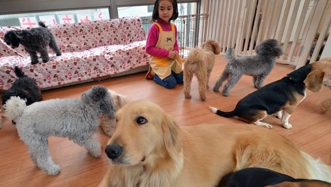 little girl surrounded by dogs of many breeds