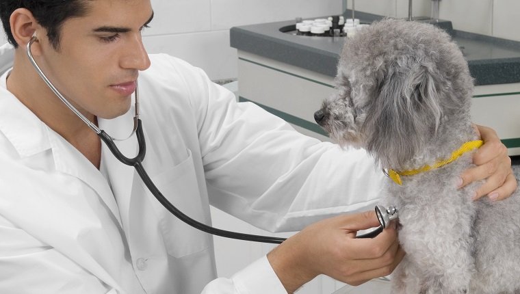 Tierarzt untersucht einen Hund mit einem Stethoskop