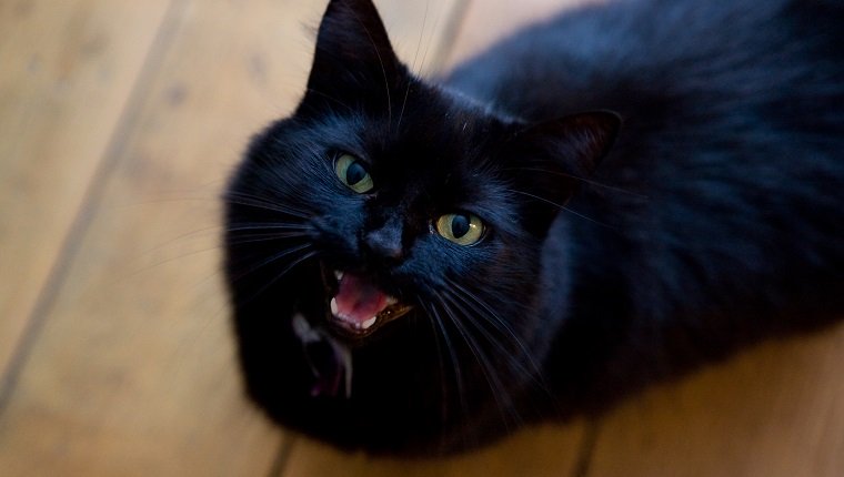 Eine schwarze Katze schaut in die Kamera