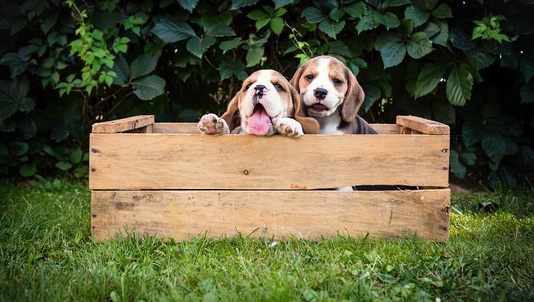 zwei Beagle-Welpen im Freien