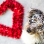 24 Hunde, die Ihr Valentinstag sein wollen! [PICTURES]