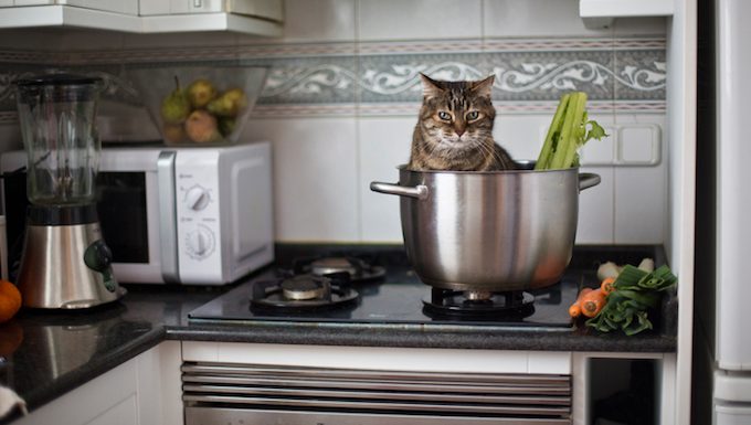 Katze sitzt im Topf mit Gemüse