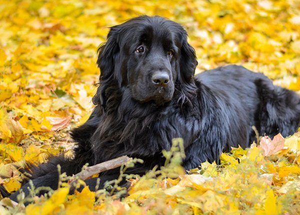 Newfoundland on autumn yellow leaves walk out