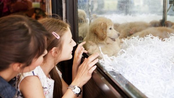 Cute girl near to window with her mother looking at puppy for adoption