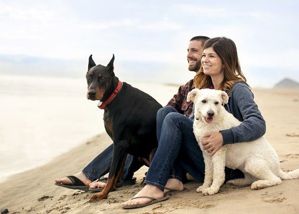 Attractive couple on the beach with their dogs