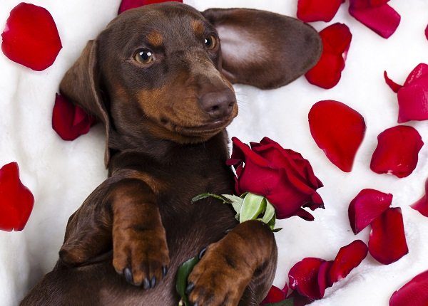 dog dachshund with roses wants to be your valentine