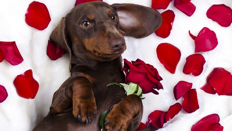 dog dachshund with roses wants to be your valentine