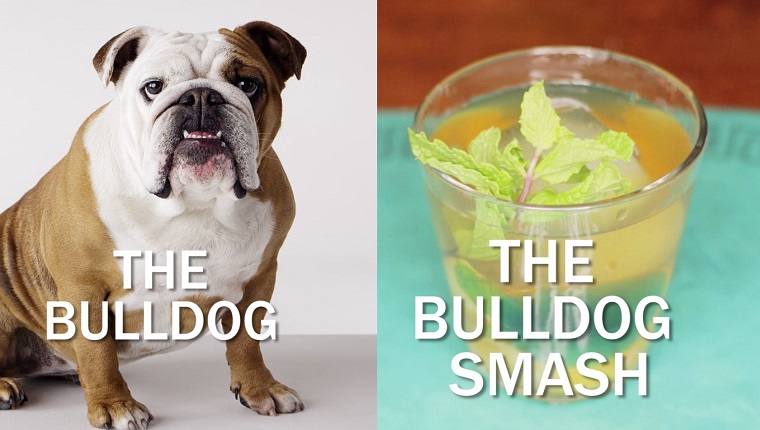 Eine Bulldogge sitzt neben dem Bulldoggen-Smash-Cocktail