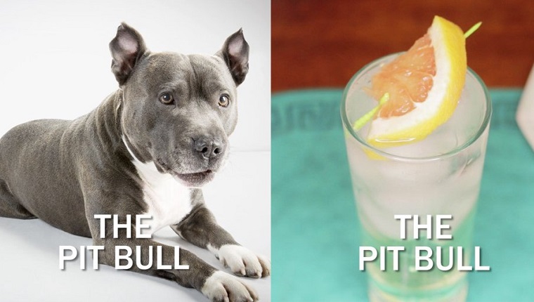 Pitbull Hund neben Cocktail