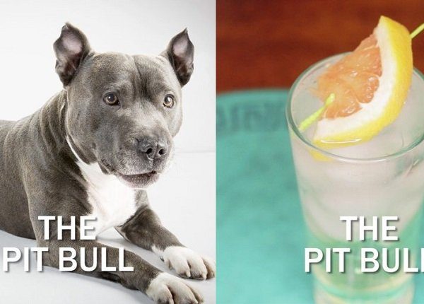 pit bull dog next to cocktail