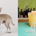 a chihuahua dog stands next to the cocktail