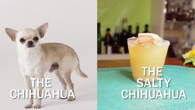 a chihuahua dog stands next to the cocktail