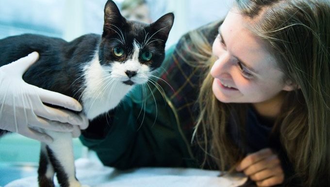 Katze mit Tierarzt während des Monats der nationalen Haustierzahngesundheit