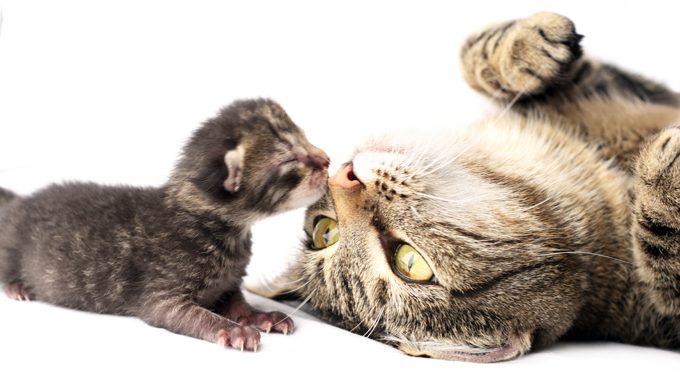 Katze spielt mit Kätzchen. kastrieren oder kastrieren ist der beste weg, um unerwünschte kätzchen zu verhindern.