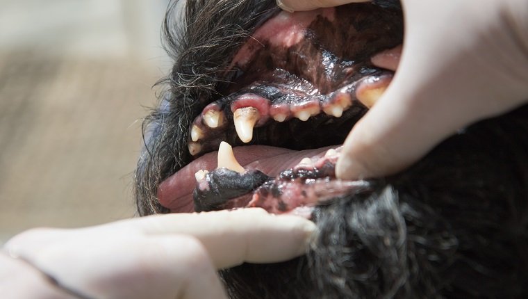 Der Tierarzt zeigt Gingivitis im offenen Mund des Big Black Schnauzer Hundes unter Narkose.
