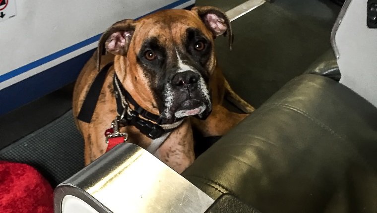 Boxerhund macht trauriges Gesicht in einem Flugzeug