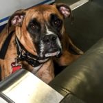 boxer dog makes sad face in an airplane