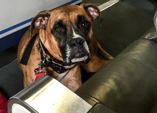 boxer dog makes sad face in an airplane
